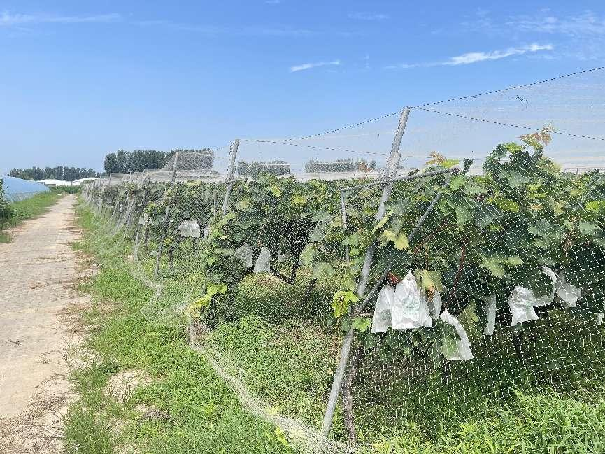 交流联谊促合作——郑州市青年企业家商会走访会员企业 郑州豫森农业科技示范园(图1) 交流联谊促合作——郑州市青年企业家商会走访会员企业 郑州豫森农业科技示范园(图1)