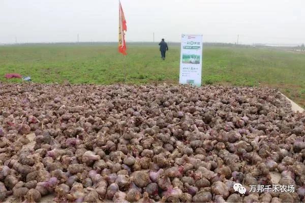 中牟县举行首届河南中牟互联网订单扶贫项目(大蒜)签约仪式(图3) 中牟县举行首届河南中牟互联网订单扶贫项目(大蒜)签约仪式(图3)