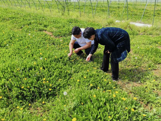 中牟县工商联调研河南印象老家农业科技有限公司精准扶贫情况(图2) 中牟县工商联调研河南印象老家农业科技有限公司精准扶贫情况(图2)